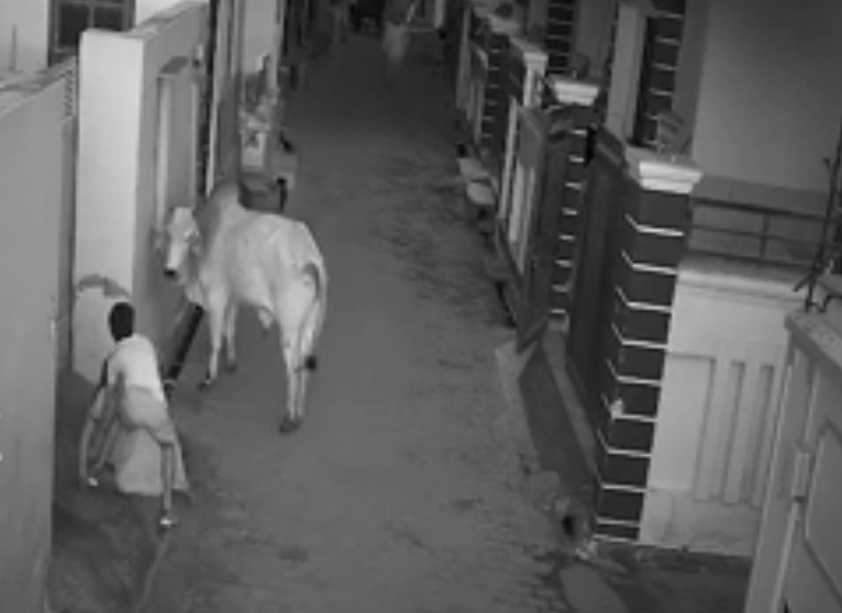 Boy saves his grandmother from bull attack video goes viral