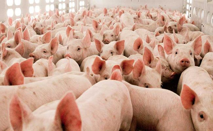 assam to kill 12000 pigs to prevent african swine flu