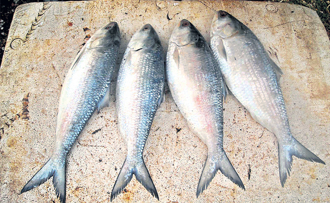 pulasa fish demand increasing in andhra pradesh