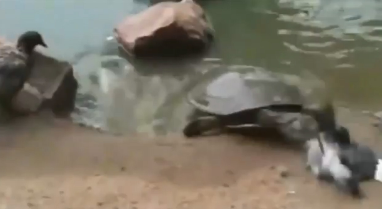 turtle kills pigeon video goes viral