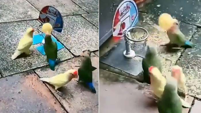 parrots playing basket ball video goes viral