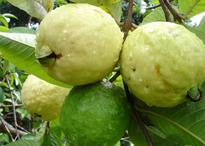 health benefits of guava fruit in winter season