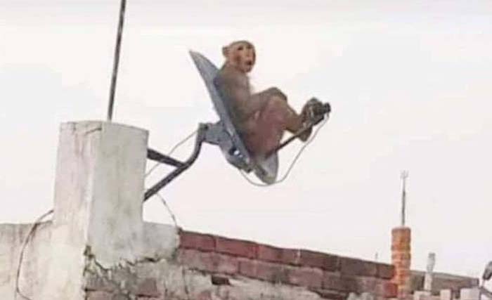 anand mahindra shared photo of monkey goes viral