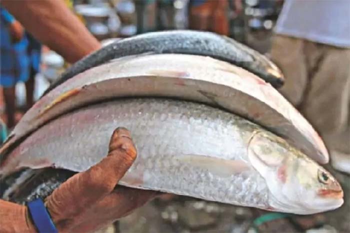 more hilsa fish this time imported in west bengal