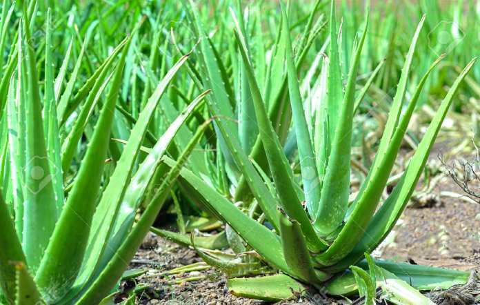 Aloe vera: వేసవిలో కలబంద వల్ల ఉపయోగాలెన్నో చూడండి..!