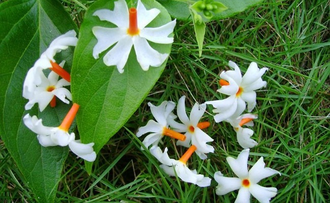Parijatha Flowers: పువ్వులను కొయ్యకూడదు.. తీసుకోకూడదు.. మరీ దేవుడికి ఎలా సమర్పించాలి?