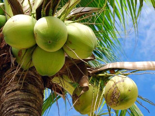 Drunken Coconut: తాగి పారేసిన కొబ్బరికాయలతో బిజినెస్..!