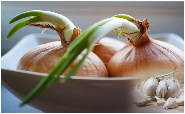 Onion,Garlic: మొలకలు వచ్చిన వెల్లుల్లి,ఉల్లి తినవచ్చా,లేదా అని సందేహ పడుతున్నారా? అయితే ఈ విషయాలు మీకోసమే..!