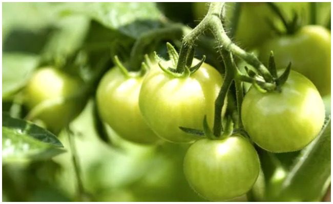 Green Tomato Benifits: పచ్చి టమోటాల వల్ల కలిగే ఆరోగ్య ప్రయోజనాల గురించి తెలిస్తే ఆశ్చర్యపోతారు..!