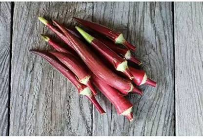 500-okra-red-f1-hybrid-vegetable-seeds-ladies-finger-500-x-seeds-original-imag3rtwytz37nnf