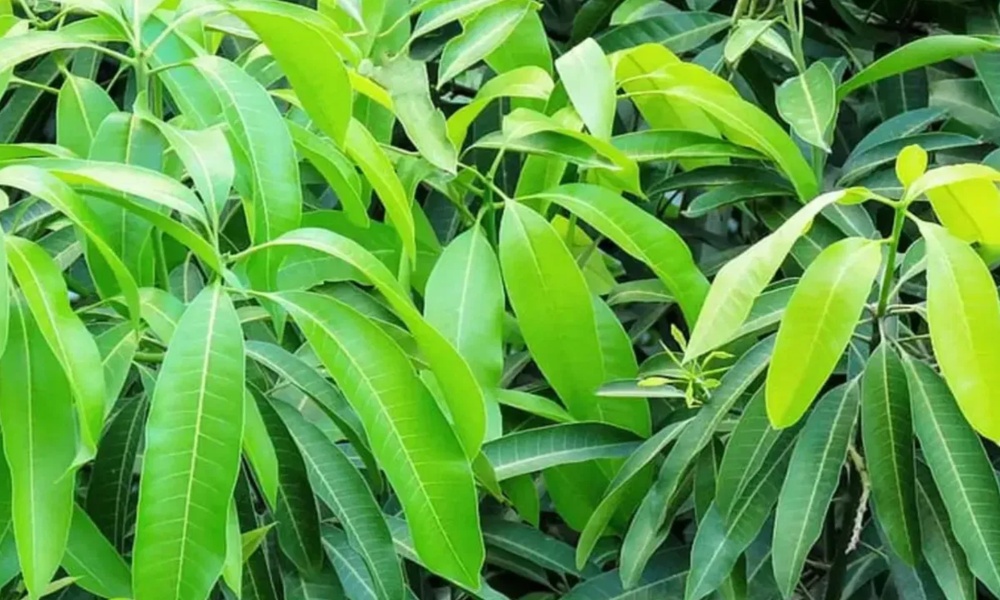 Mango Leaves: మామిడి ఆకులు ఈ విధంగా తీసుకుంటే చాలు.. అద్భుతమైన ప్రయోజనాలు మీ సొంతం?
