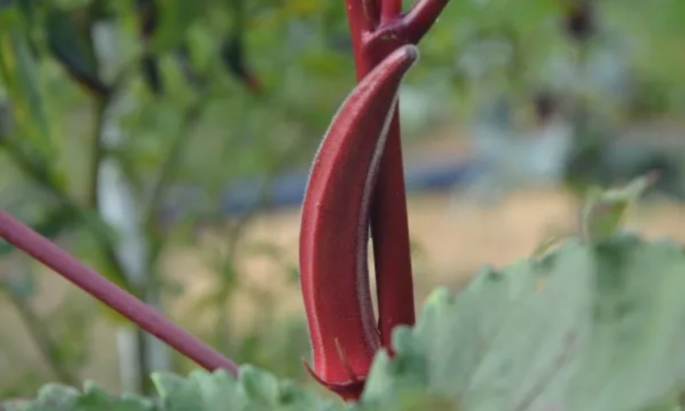 Red Lady Fingers: ఎర్ర బెండకాయలు ఎప్పుడైనా తిన్నారా… ఇవి కనిపిస్తే అస్సలు వదిలి పెట్టకండి!